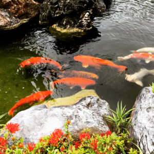 病院の池で見かけた鯉🐠