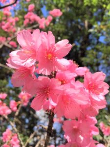 季節の変わり目🌸