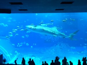 美ら海水族館にて🐡